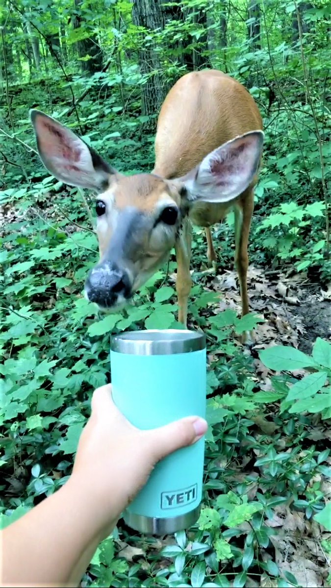 Deer love ice-cold YETI drinks, too! YETI is truly #BuiltForTheWild.
#YETI #YETIRambler #PureMichigan #WildLifeWednesday