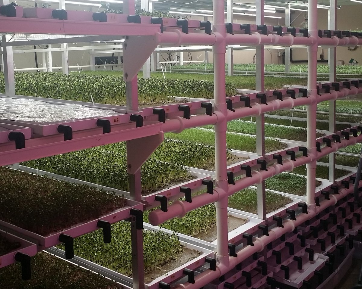 LocalGreensFarm tweet picture