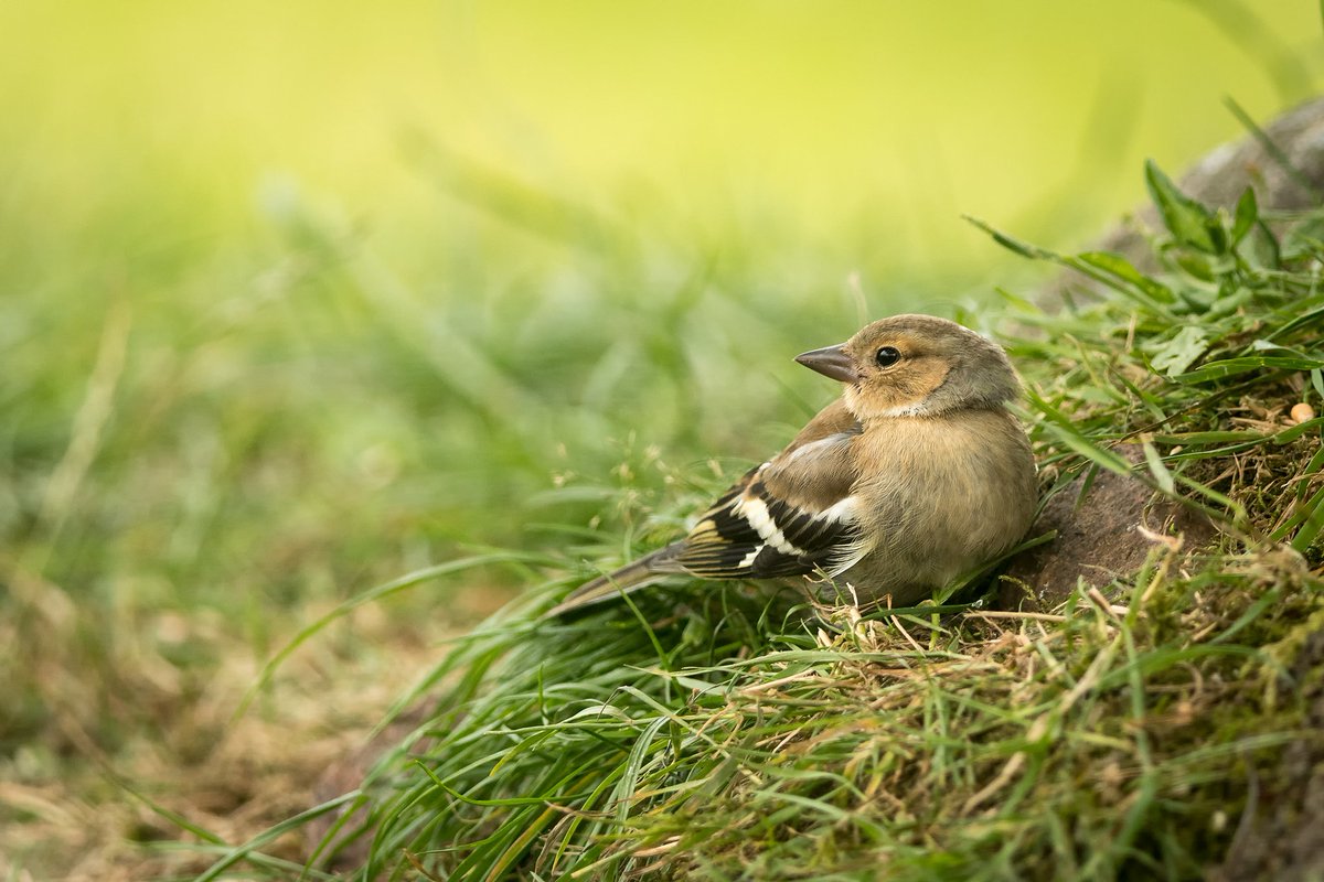 Chaffinch (Fringilla coelebs) female - Over the shoulder pose <a href="/WildSeasonsDG/">WildSeasonsDG</a>  #Sandyhills #D&amp;G #bird