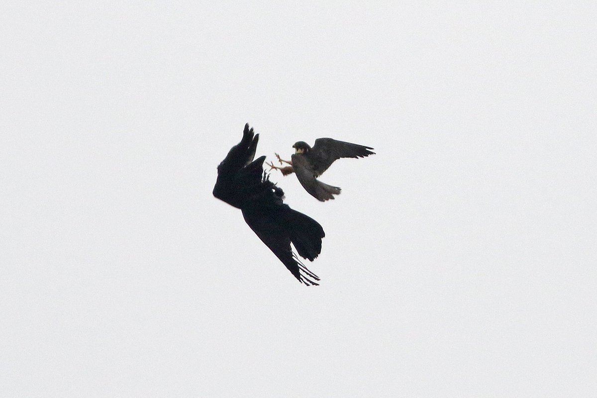 Seymourbirdies's tweet photo. The Hobby didn't like the Raven flying over its nest. https://t.co/is2hzxssAU