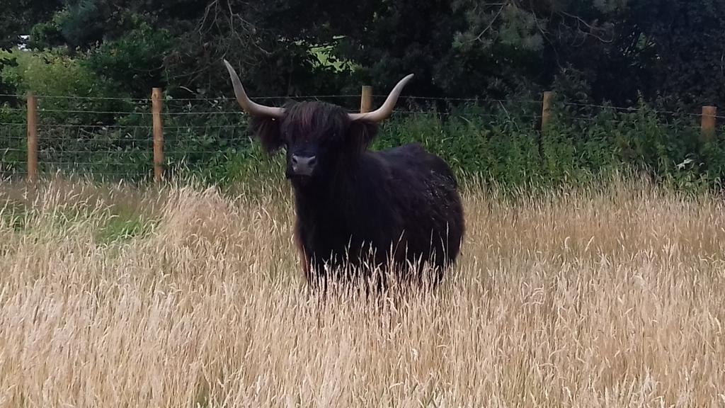 pollehillhighl1's tweet photo. Cows chilling out in the long grass #highlands #gbnativebreeds #properbeef https://t.co/GeITEkUCmF