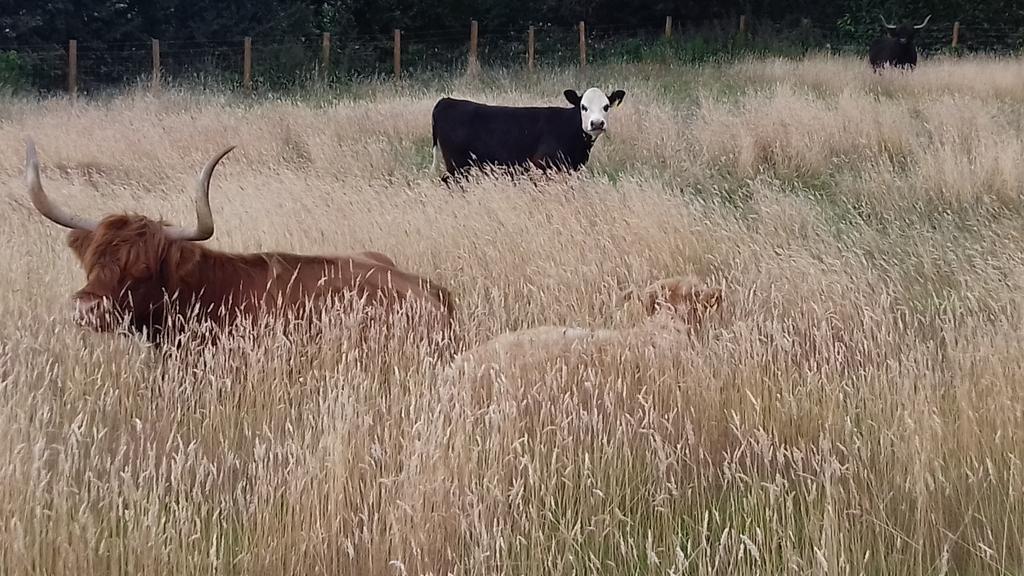 pollehillhighl1's tweet photo. Cows chilling out in the long grass #highlands #gbnativebreeds #properbeef https://t.co/GeITEkUCmF