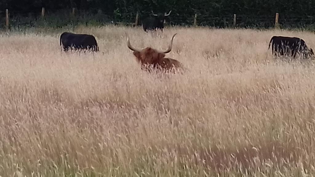pollehillhighl1's tweet photo. Cows chilling out in the long grass #highlands #gbnativebreeds #properbeef https://t.co/GeITEkUCmF