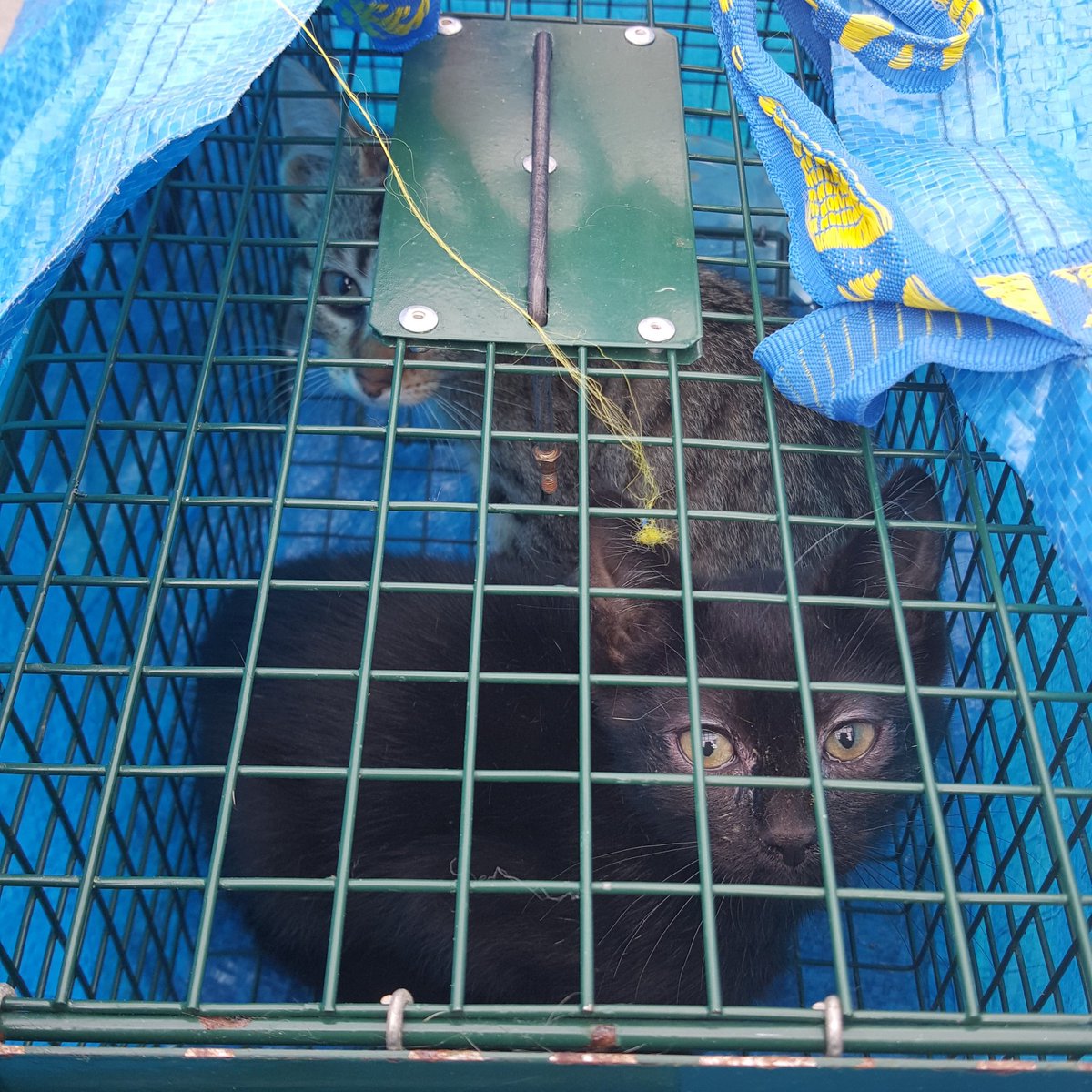 BoubaCie's tweet photo. #trappage #chatons #Paris13
#stopabandons #stérilisationobligatoiredesanimauxdecompagnie https://t.co/G0MZhZQOn4