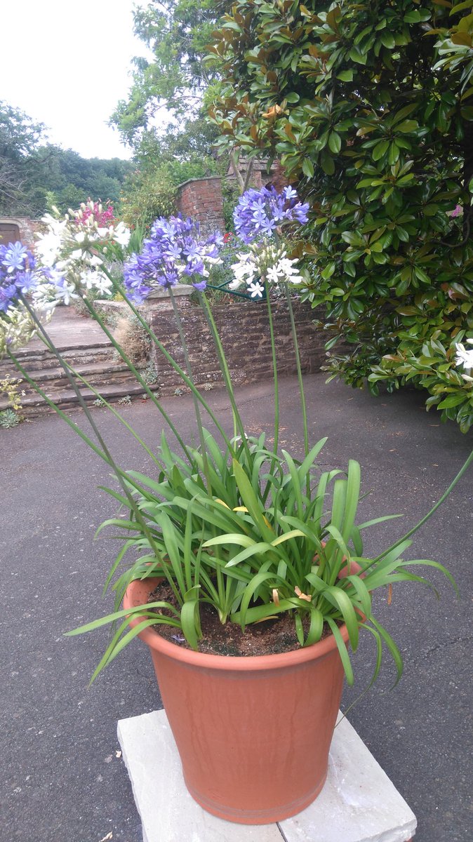 Tamsin Westhorpe (@tamsinwesthorpe) on Twitter photo Our agapanthus are enjoying life in their <a href="/WhichfordPots/">Whichford Pottery</a> Our agapanthus are enjoying life in their <a href="/WhichfordPots/">Whichford Pottery</a>