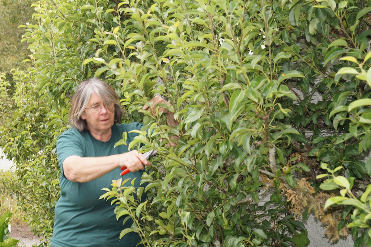 Hands on demonstration with summer pruning tips at Royal Roads dlvr.it/PWrplv #yyj https://t.co/OYOdl8NZ5z