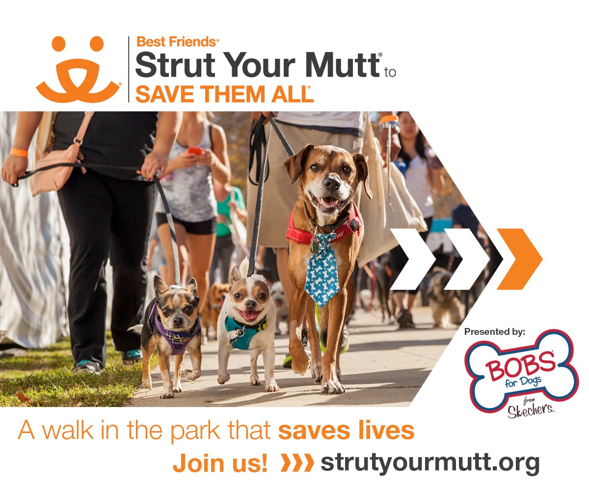 jaxhumane's tweet photo. 2 days away! We can't wait to #struton at @bestfriends #StrutYourMutt2017! To donate or join a team head to https://t.co/KpzW09XGXU https://t.co/KrDxRhzeAk