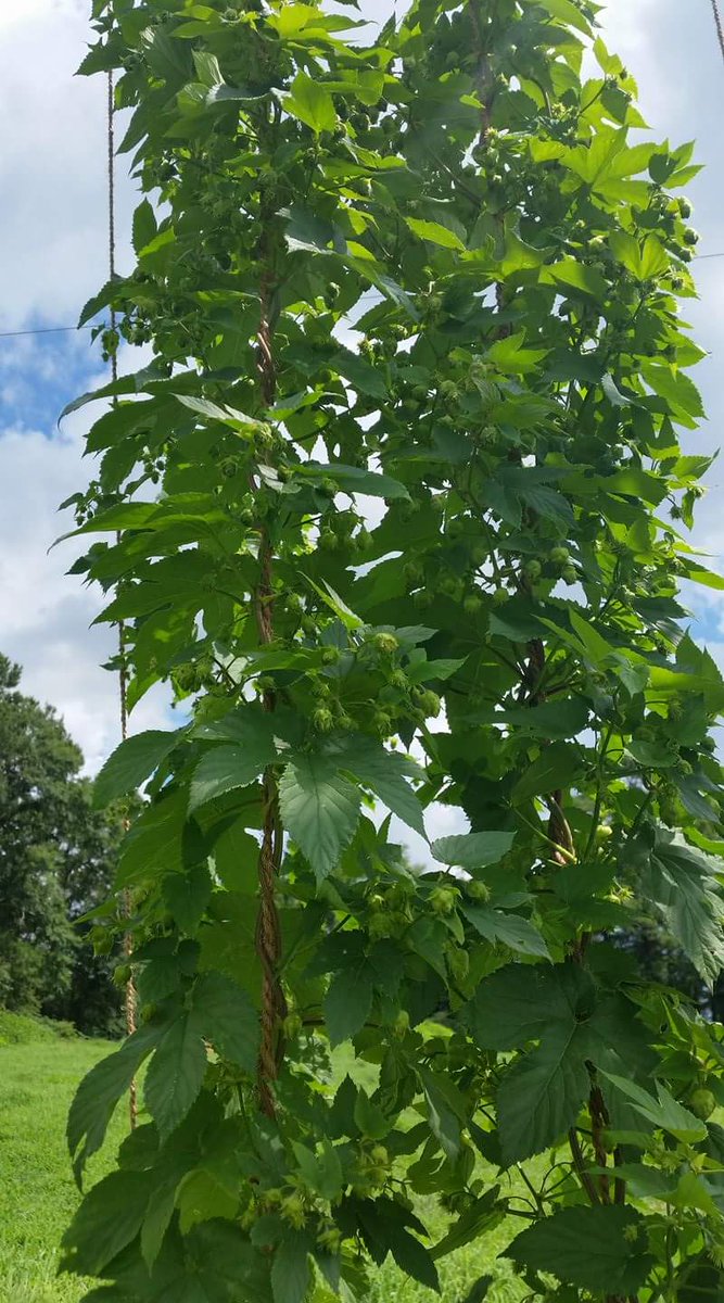 Columbus hops

#Hopsyard #ORM