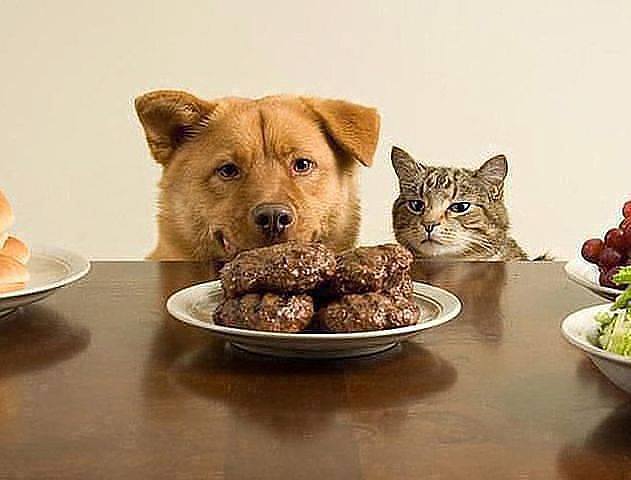 DFHnsBqXcAIM55k.jpg:small