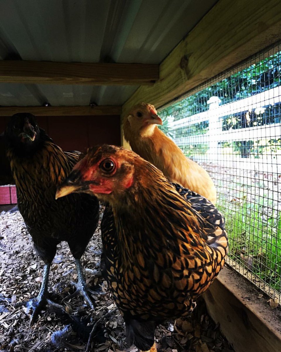 Want fresh eggs from your own backyard? Join us Sat at 10 for Backyard Chickens 101 &amp; learn the basics <a href="/NorthgateDurham/">NorthgateMall Durham</a> #urbanfarms #Durham