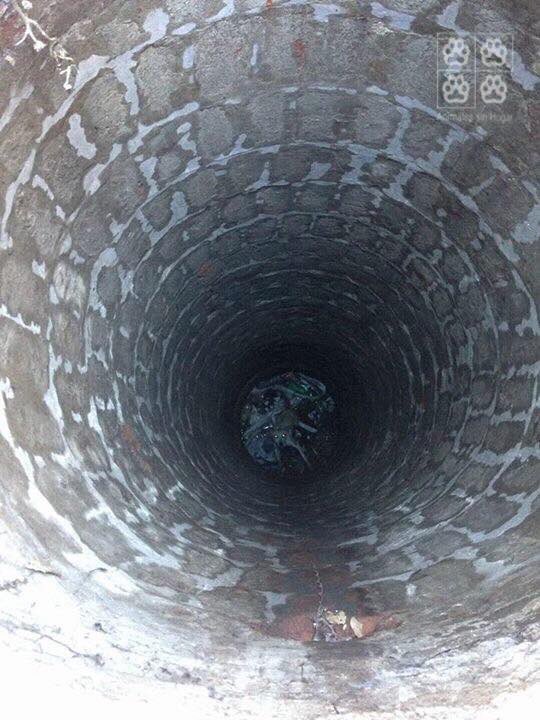 ASHcomUY's tweet photo. Un hombre tiro esta perra en un pozo y bomberos la saco. Ya está con nosotros. Castigos a quienes maltraten, hieran y maten animales!! https://t.co/Afay9jSF4y