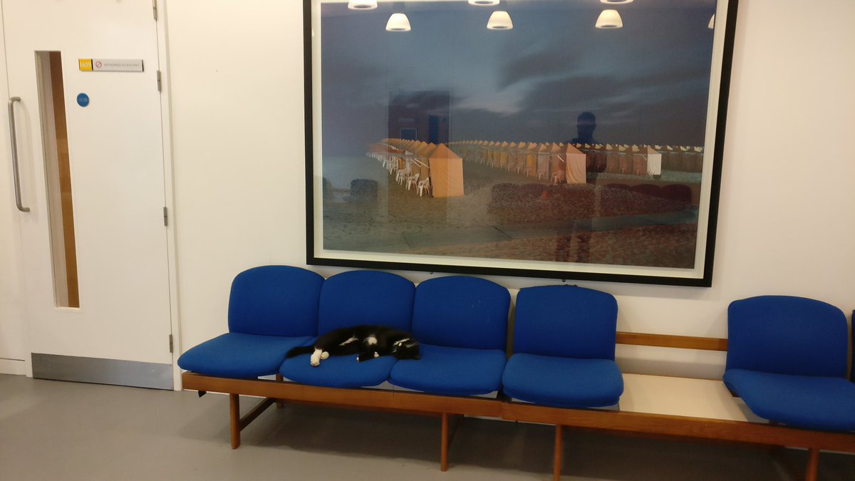 TDHVL_UK's tweet photo. Look who was sleeping in Building 32 today @Susuthecat https://t.co/ymmbuegGCX