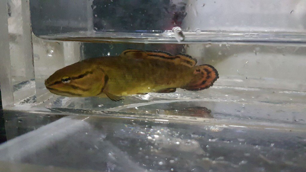 X 上的Christine Boston：「Babies are so cute-baby Bowfin that is! #Bowfin  #fishbabies#TRCA #DFO_science #Toronto #fisheries https://t.co/z5By4eMyGG」  / X