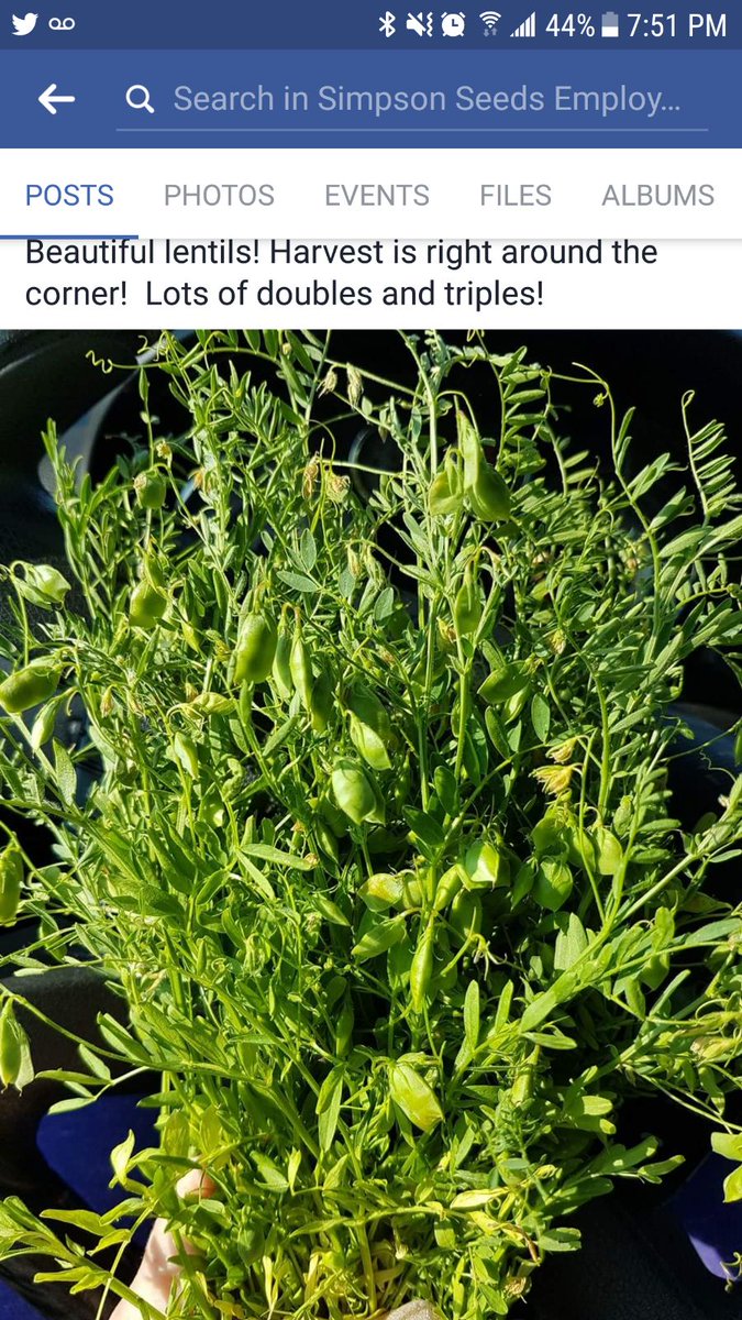 simpsonseeds's tweet photo. Some nice looking #CDCProclaim lentils close to being ready to harvest. #newcropiscoming https://t.co/MVqjeVmvR2