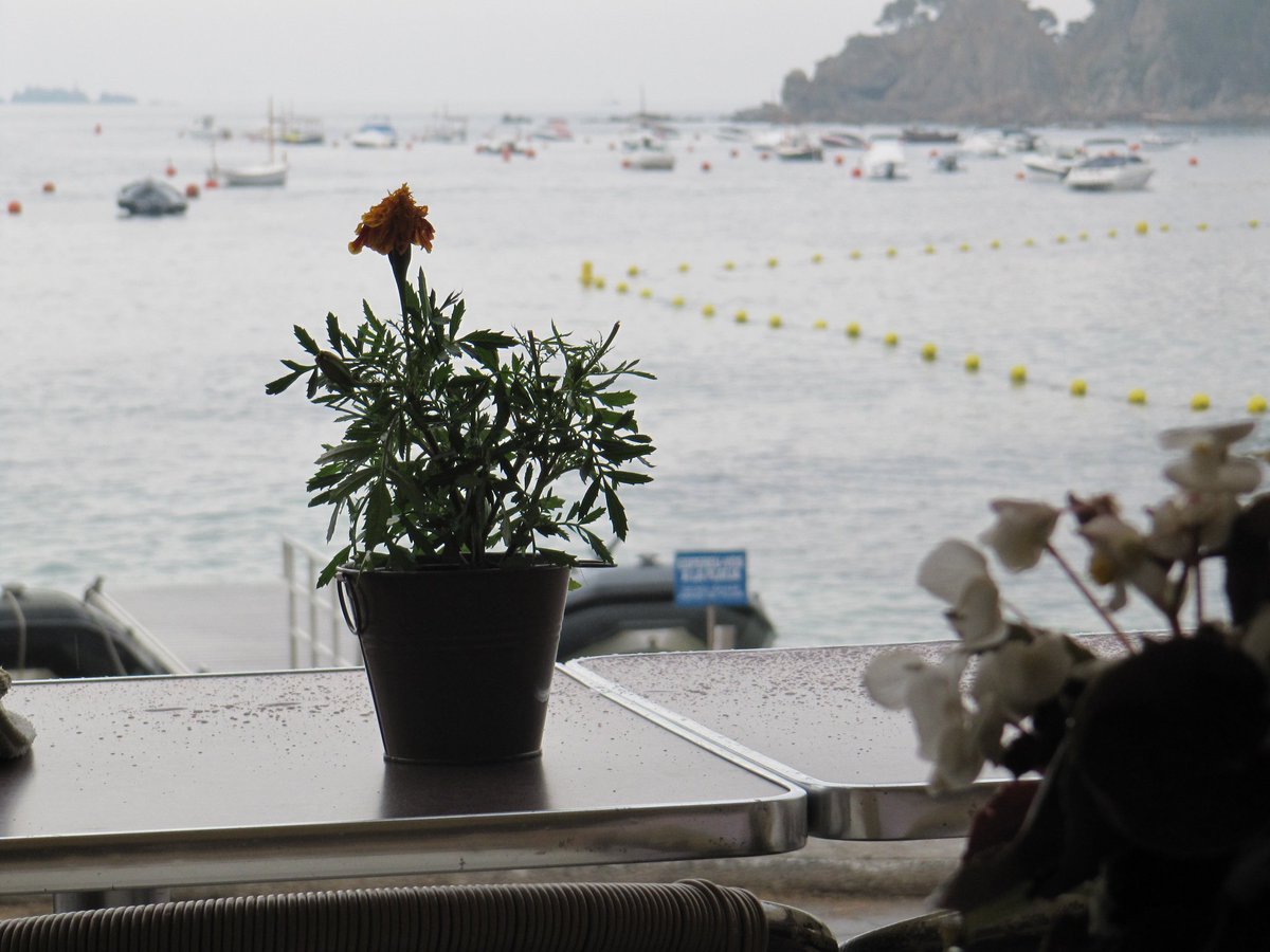 Travellermind1's tweet photo. @bentrobats #postalBT Pluja a Calella de Palafrugell https://t.co/rbmAESJrx0