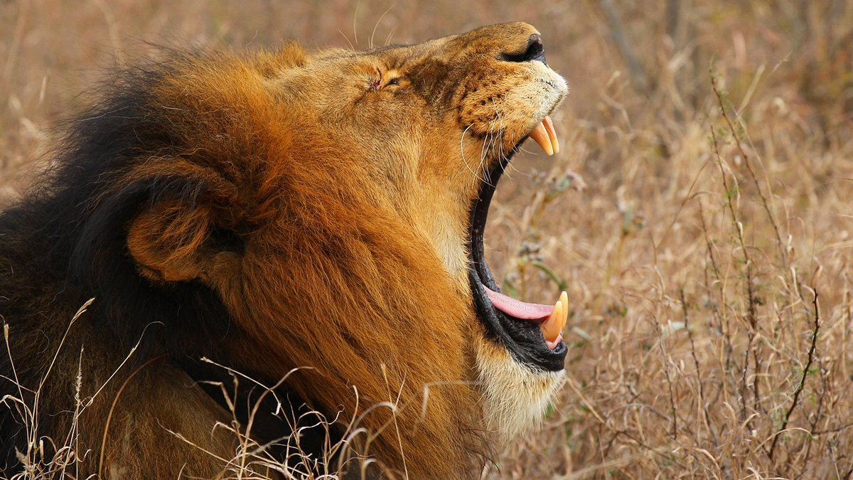 Girl mauled by lion after going outside to the bathroom bit.ly/2vjPXe7 https://t.co/vmWKshB2jC