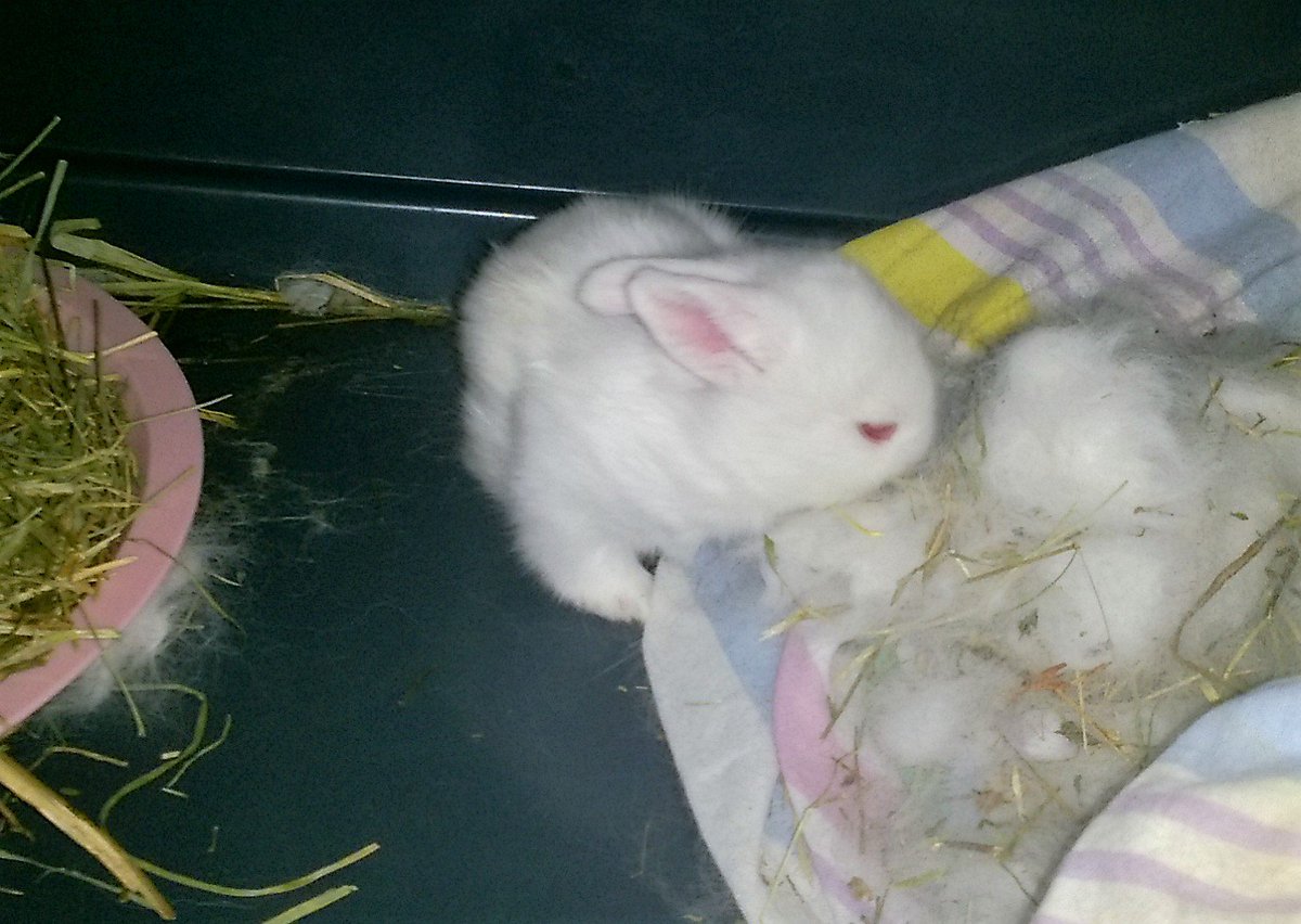 Pinou_Caramel's tweet photo. Si mon humaine m'a bien sexer, je suis un mâle! #bunny #rabbit #lapins #cuteanimals https://t.co/q83GzvlWBz