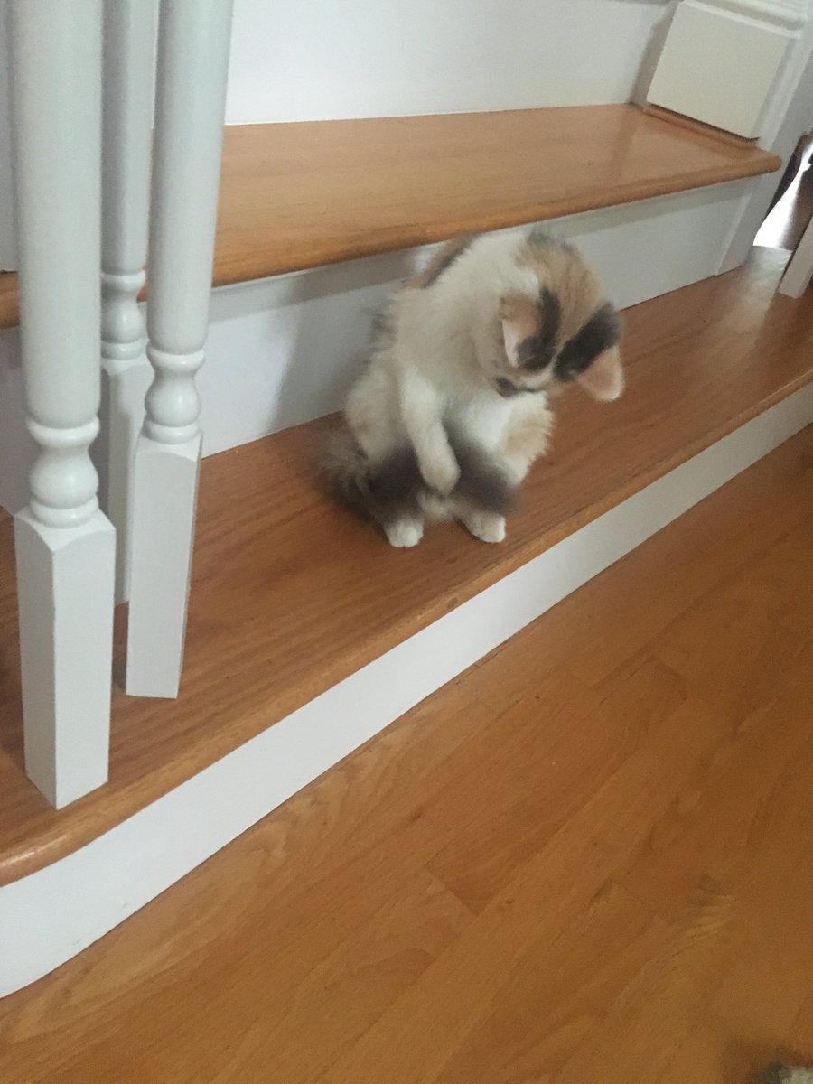 HaddockStinker's tweet photo. If my tail was this fluffy I'd chase it, too! https://t.co/UQ3ypGu1qN