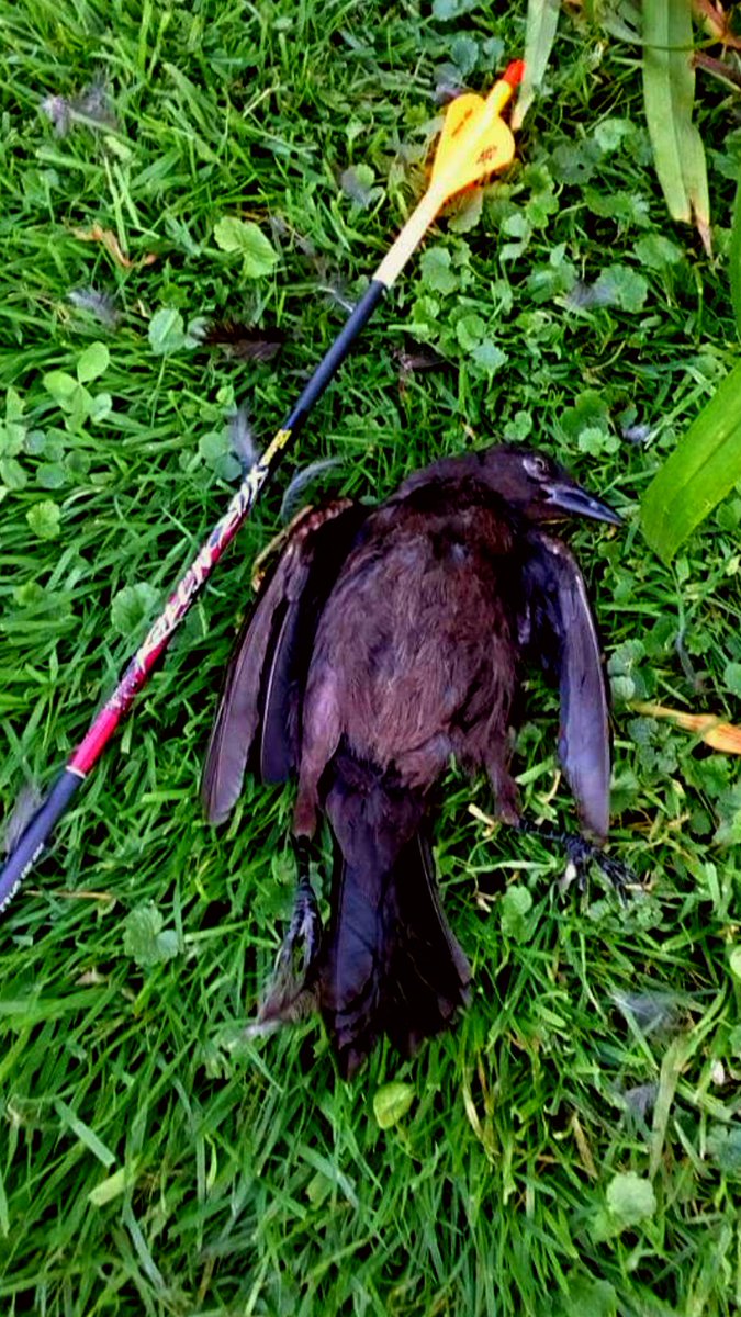 #killnstix even work great at protecting Tim's fruit trees !
#huntingarrows