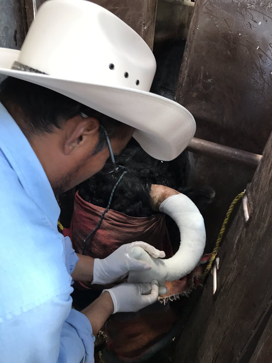 Enfundando a los de casa, esto para llevarlos impecables a las plazas! Éste semestre vienen compromisos importantes para Torreón de Cañas 🔜🐂