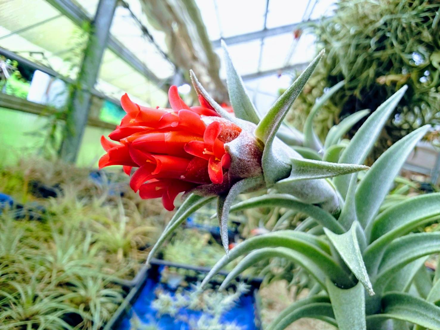 تويتر アンデス東京 公式 على تويتر チランジアの鮮やかな赤い花 チランジア エアープランツ 観葉植物 Tillandsia T Co Knu7m0pn4s