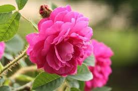 もも おはようございます 7 誕生花 コケバラ 花言葉 あなたを尊敬する 別名モスローズ 突然変異でガクや花首に苔のような分泌線毛を持っているのが特徴 苔は地球上の陸地に現れた最も古い植物と言われます 幾重にも重なり合った花弁と豊かな