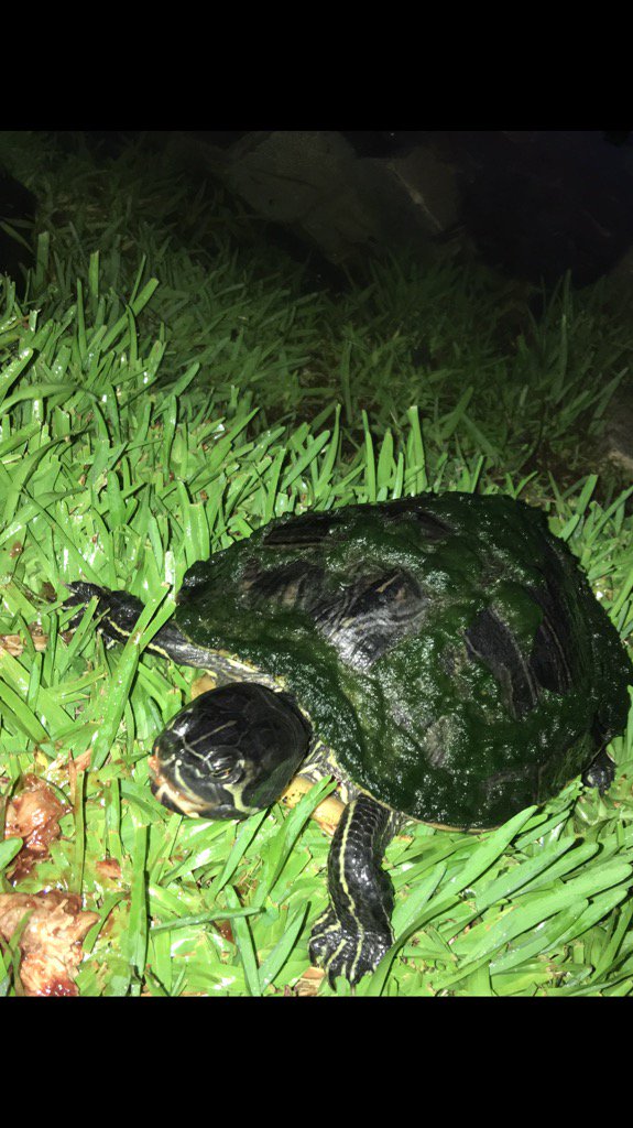 DianeEarnhardt's tweet photo. #TURTLEFEEDING π’ππ’ππ«ππ’ #LeftOversfromDinner π’β¨ππ’π€π’ https://t.co/iojI6yKCha