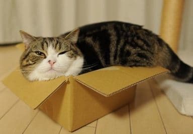 MiniStorageMt's tweet image. Tip #1 for moving with pets: make sure you always know where they are. Read more here: wikihow.com/Move-with-Pets