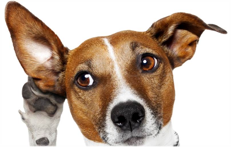 puptimize's tweet photo. Curious about Puptimize's crowdfunding campaign? Join us for our virtual Demo Day, July 20 @ 3PM EDT. Register here: https://t.co/30oJCQRAQv https://t.co/JJdvaKGIq6