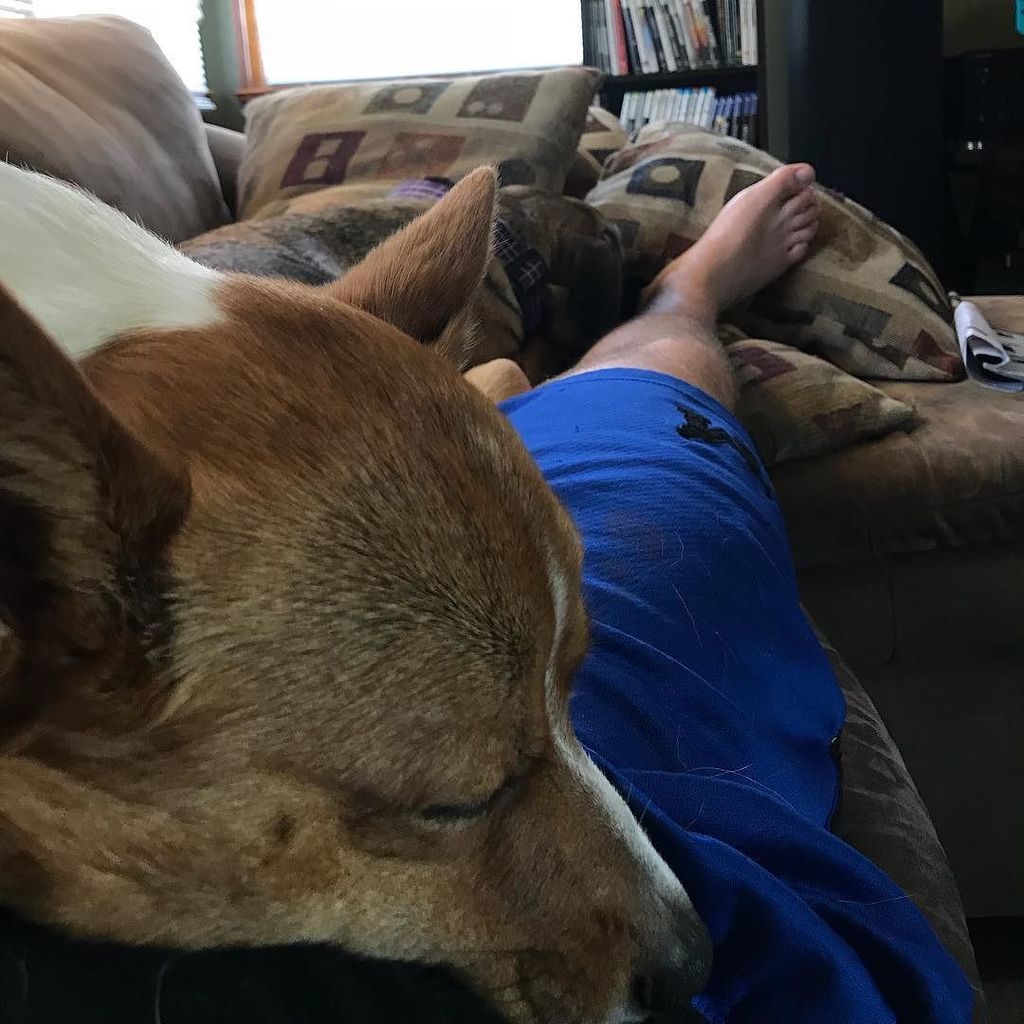 StevenNease's tweet photo. As far as afternoons go, this one is pretty good. #coveredindogs #naptime @corgicaboose #shilohtherescue https://t.co/Q2TvyTCqvs