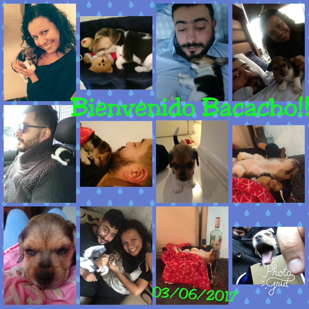 ivetsalas's tweet photo. El nuevo integrante de la family #OrozcoSalas les presentamos a #bacacho 🐶🐕😍😘 #estoyenamorada https://t.co/ZT0fhNI3qQ
