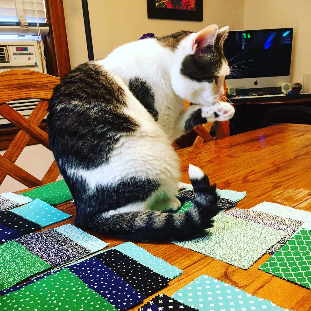 EclecticThe's tweet photo. This is the cats version of helping me quilt. #dibthecat #ohsohelpful #quiltfun https://t.co/gaPLM0IwSN