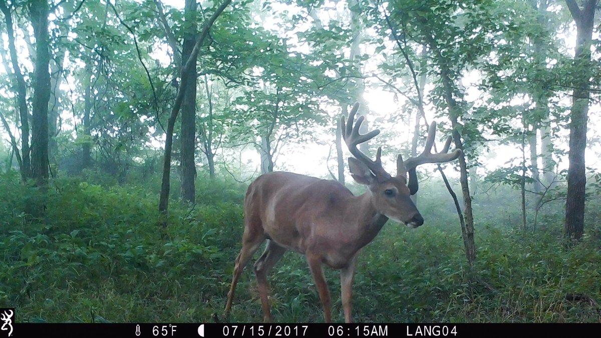 Excited about this guy! #AntlerKing
