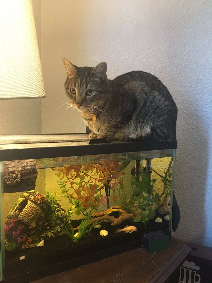 StarkMinions's tweet photo. He's basicly been failing left and right. We requested cookies the other day and now fish. And we have no cookies and no fish.. #helpwanted https://t.co/zOFR4k9cCx