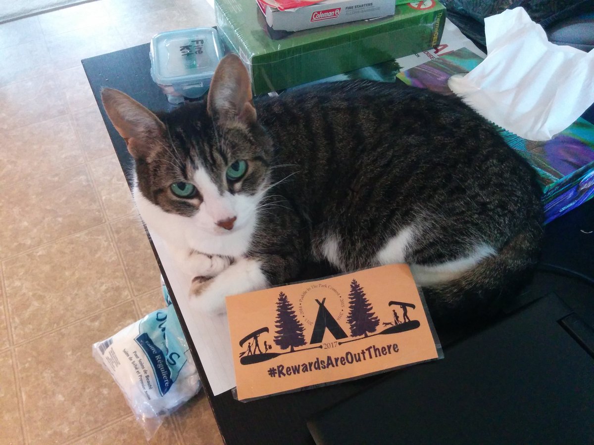 sue_squared's tweet photo. This is my cat "helping"to plan... My maps and meal plan is under him. No he cannot come. #rewardsareoutthere #pitpc #crazycat https://t.co/5t4Y5WmXuv