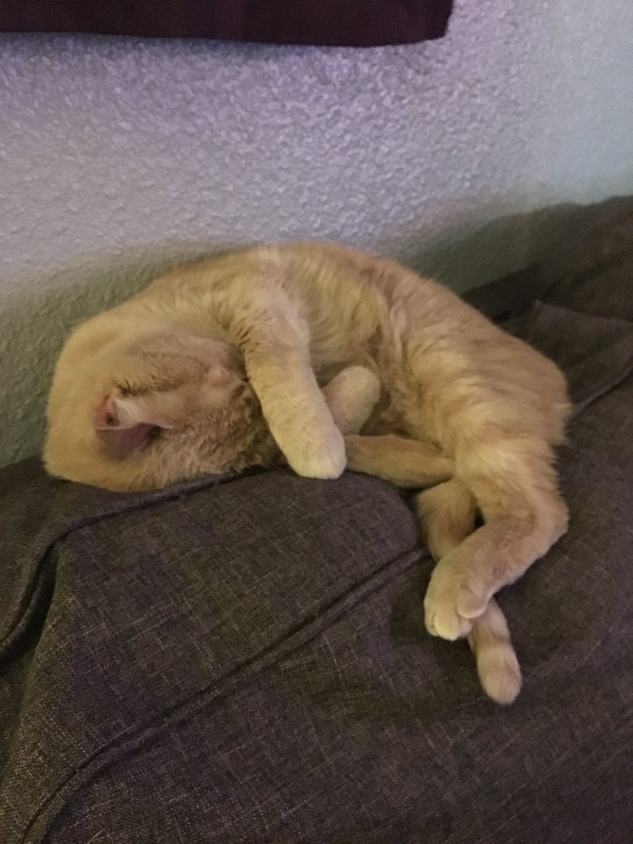 StarkMinions's tweet photo. No Pictures! It's nap time! #napsarelife #catlife https://t.co/oiXjs5PdXc