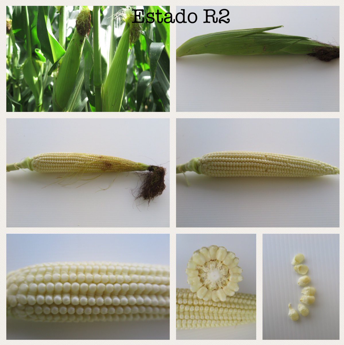 gil_lopes1975's tweet photo. Esta fase é conhecida pelo estado de bolha de água.
A espiga está próxima de atingir o seu tamanho máximo
#syhydro @syngentaPT @SyngentaES https://t.co/Ku0FnA5Cqj