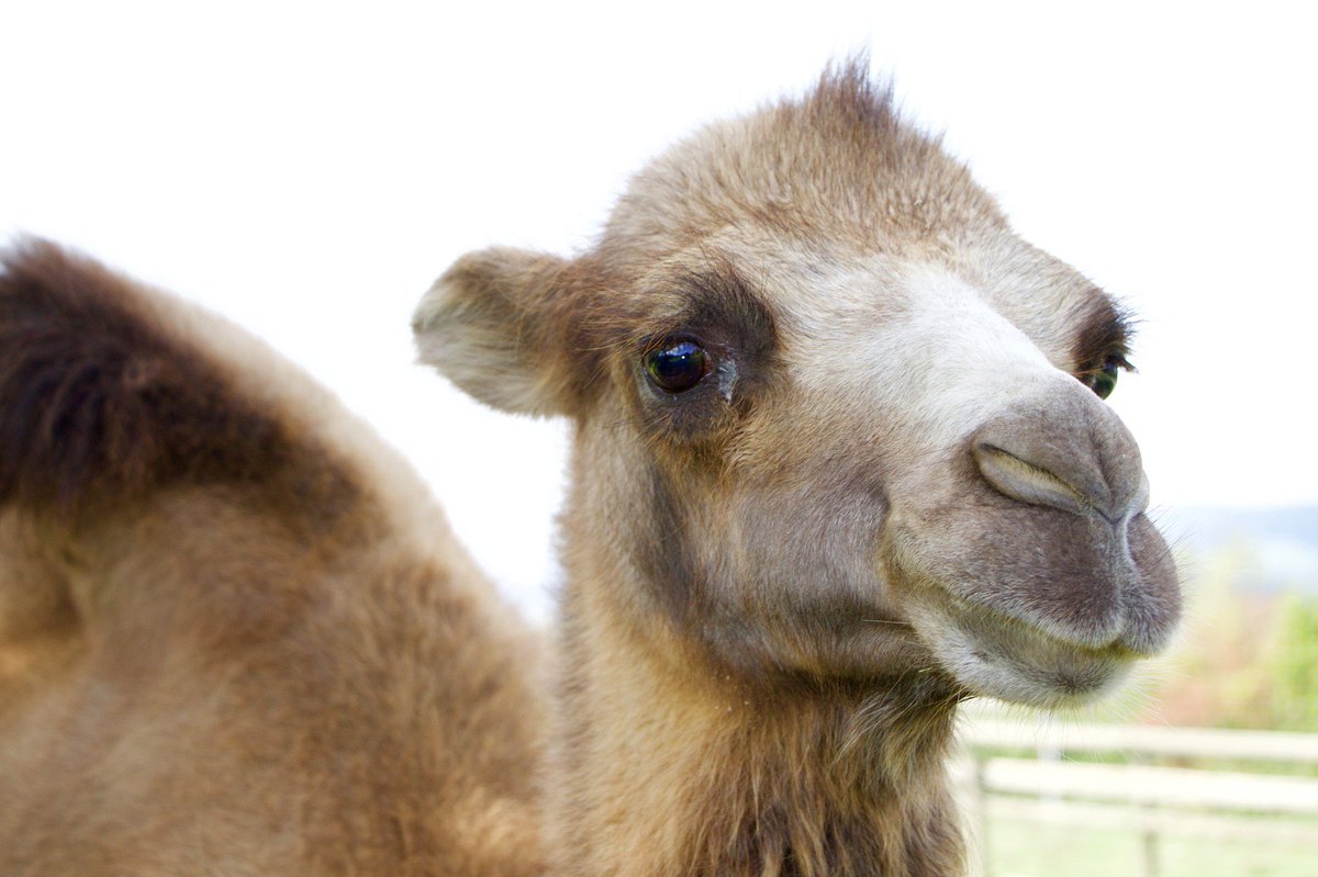 northsidepie's tweet photo. In the spirit of #HumpDay, What do you call a camel with no hump? .... Hump-free.  Yea it's not one of our best jokes...  #itnsotjustpizza https://t.co/eEgb90L8aW