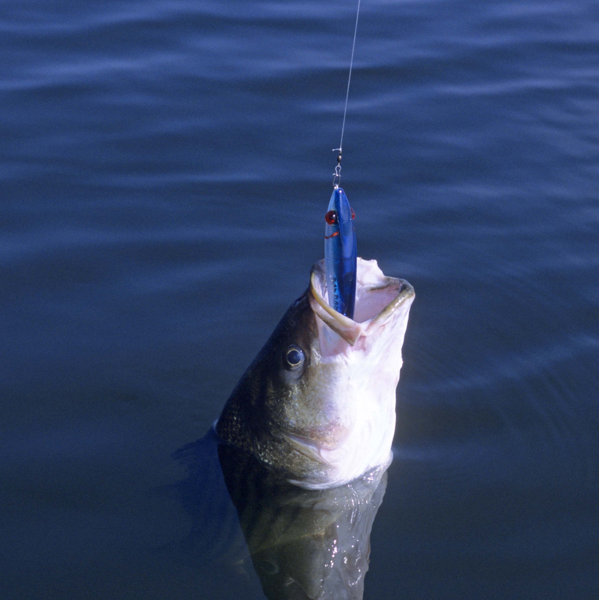 santeecooper's tweet photo. Follow our friends at #SanteeCooperCountry for #fishing and #hunting guides and event information. https://t.co/Ib0jexBdhl @jpowell76602644 https://t.co/Bg1eeWPwea