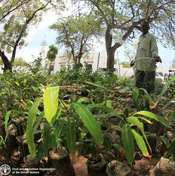 La #AgriculturaFamiliar posee un extraordinario potencial para avanzar hacia sistemas alimentarios productivos y sostenibles