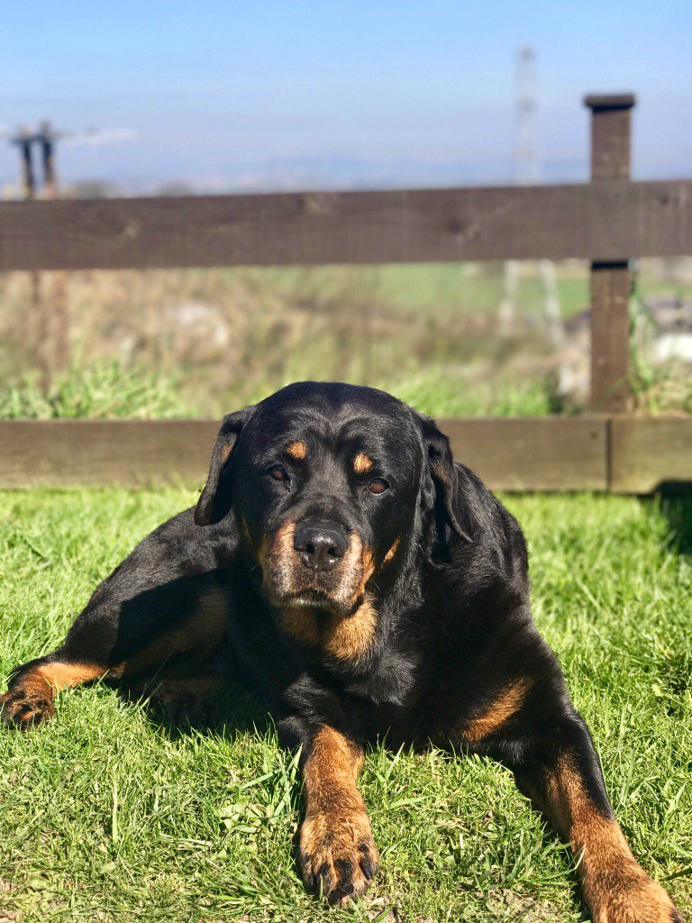 keanadog's tweet photo. This little lady has been my best mate ever , today she left me for ever but our memories will be forever . Keana xx https://t.co/LIGhrFVube