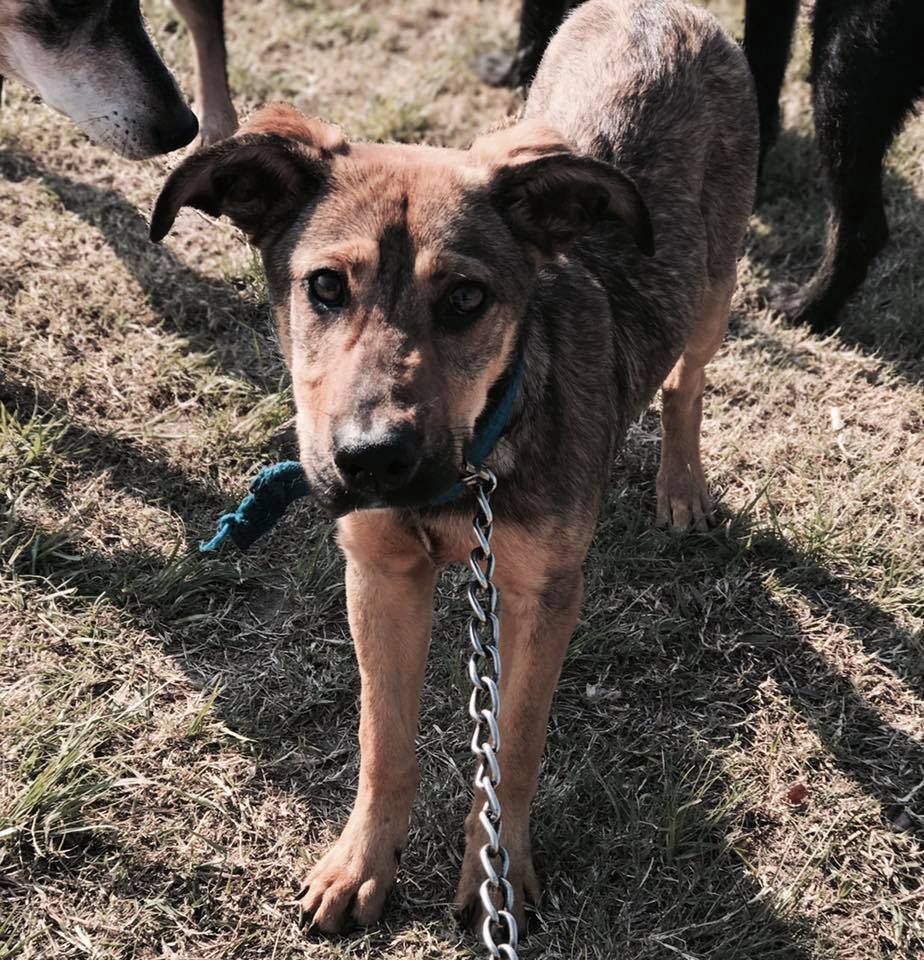 draquemaria1's tweet image. Sol Segovia 
💗🐶HOMERO💗 TODAVÍA NO TIENE PAPIS XQ MUY POCA GENTE COMPARTE SU FOTO.  ZONA BARRACAS/LA BOCA 📱1534875413
NECESITA URG. 1🏡 🙏 🙏❓📢🔊