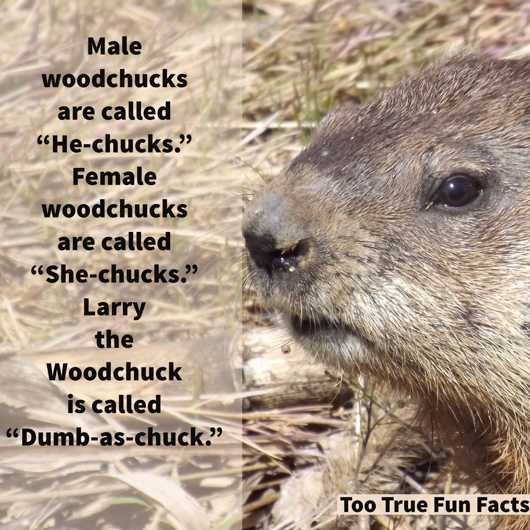 Too True Fun Facts on Twitter: Too True Fun Facts on Twitter: