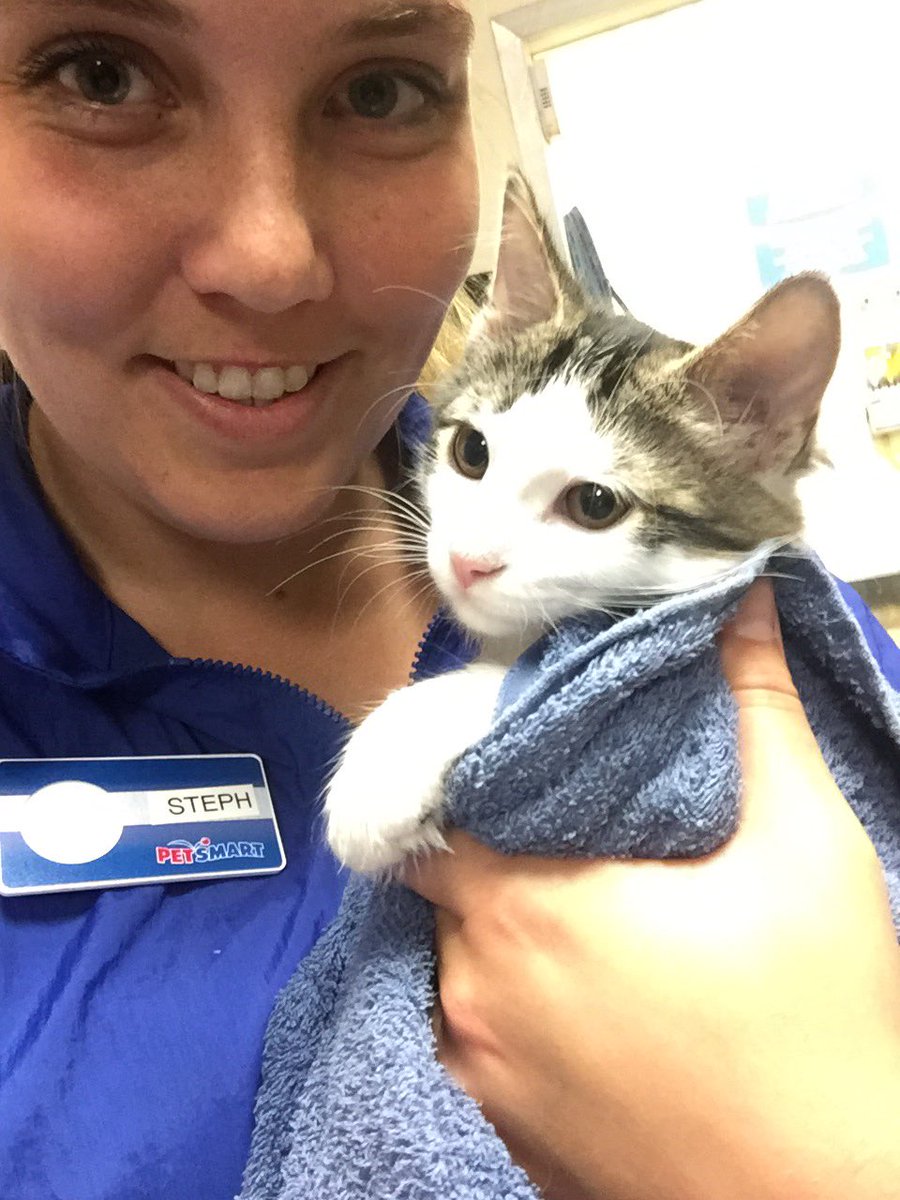 petsmart cat grooming