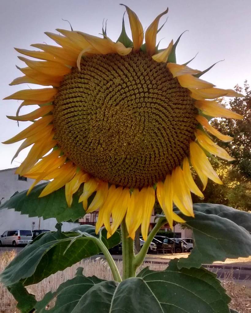 Fabio84's tweet photo. #calenzano #ig_prato #tuscany #italy #toscana #italia #igerstoscana #summer #igersitalia #tuscanygram #landscape #… https://t.co/DY29j1lvnQ https://t.co/LznKnjO4sb