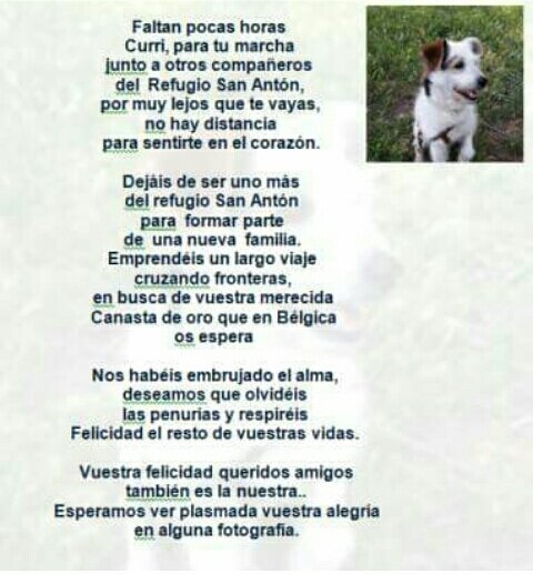 Protectora_SAM's tweet photo. Por Ángeles D. en homenaje a su amigo Curri https://t.co/ZWVzZ614Ve