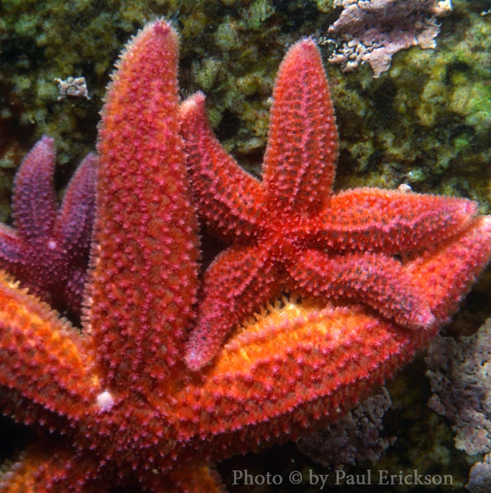 SeaShuttleMA's tweet photo. Now showing in our catch and release, onboard aquarium &amp; touch tank: Stars of the Sea.  https://t.co/gufIHHX896 or 888-400-0601 https://t.co/ncc4R2Rx66