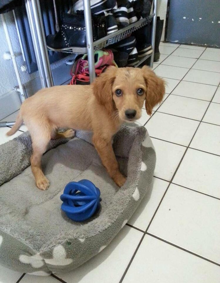 _Jenye's tweet photo. Cette puce est à adopter (et vacciner,stériliser) en urgence. Elle a 3 mois et a été abandonnée dimanche. Contactez association Venus (bdx) https://t.co/vO5XKwbsb6