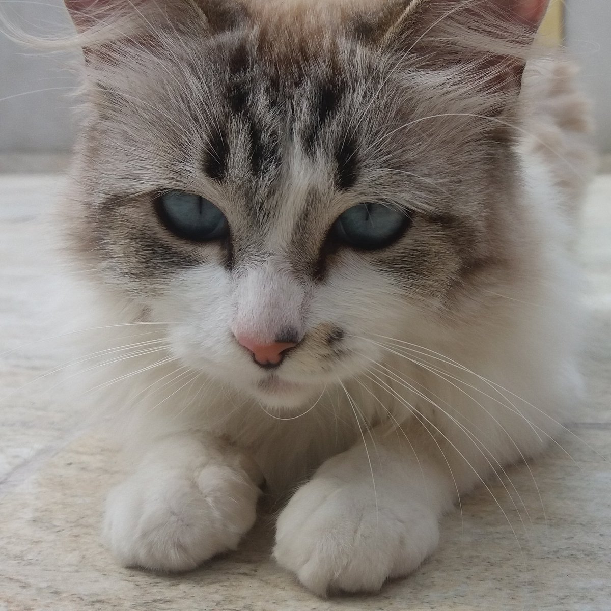Princat1 tweet picture