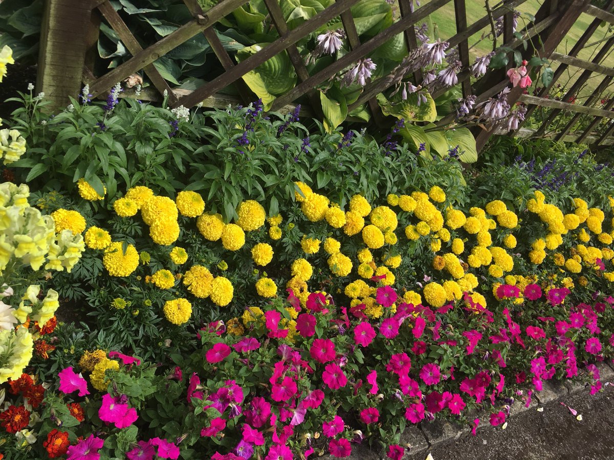BakewellBloom's tweet photo. Just wonderful ! Bath Gardens in all its glory today in Bakewell.
#bakewell #flowers #Greeninggreybritain https://t.co/2TO2oDnfyE